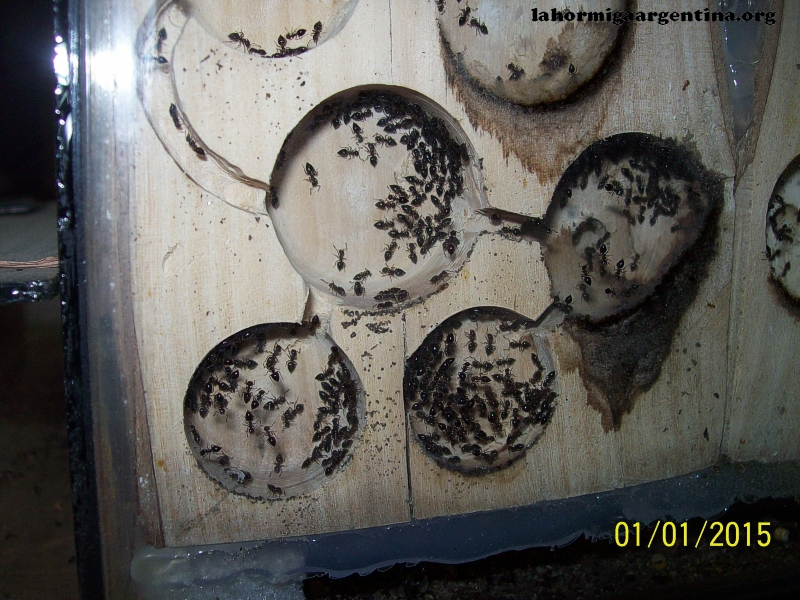 Crematogaster (Pepa) 21 Oct_2