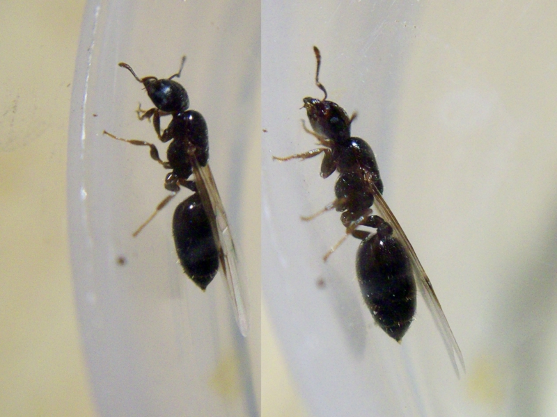 Crematogaster_22_Dic_17