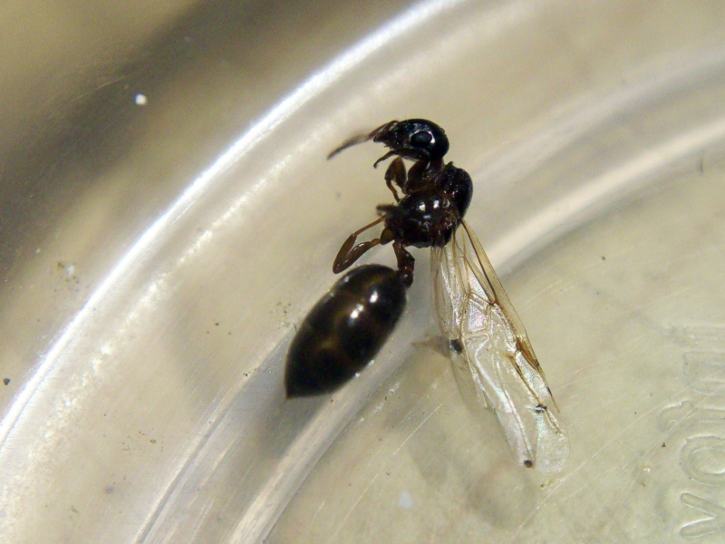 Crematogaster_22_Dic_17_2