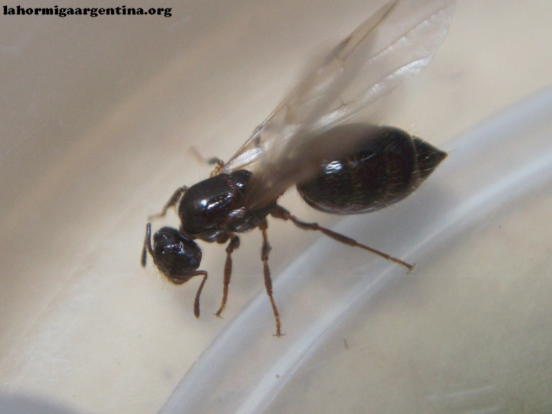 Crematogaster_23_Dic