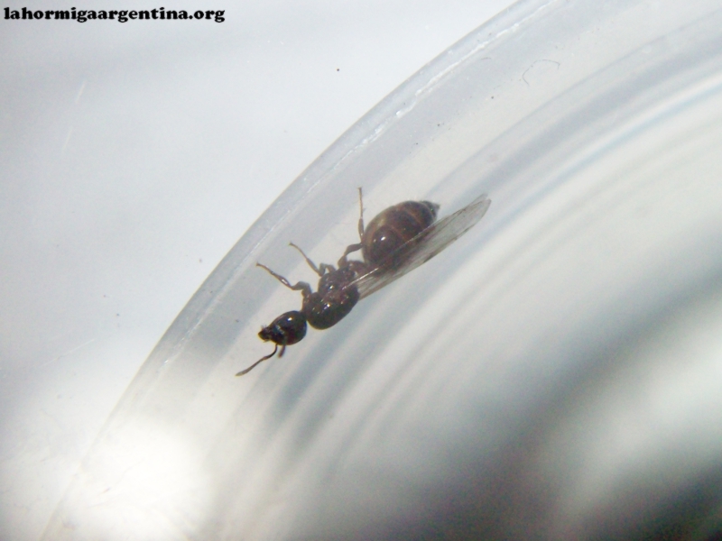 Crematogaster_4_Ene_18_1