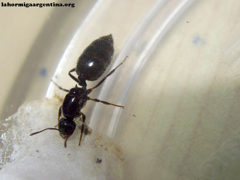 Crematogaster crinosa_17_Feb