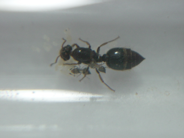 crematogaster