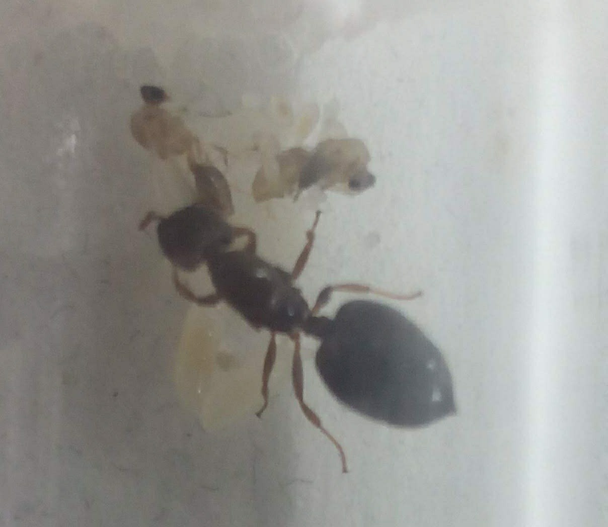 Crematogaster