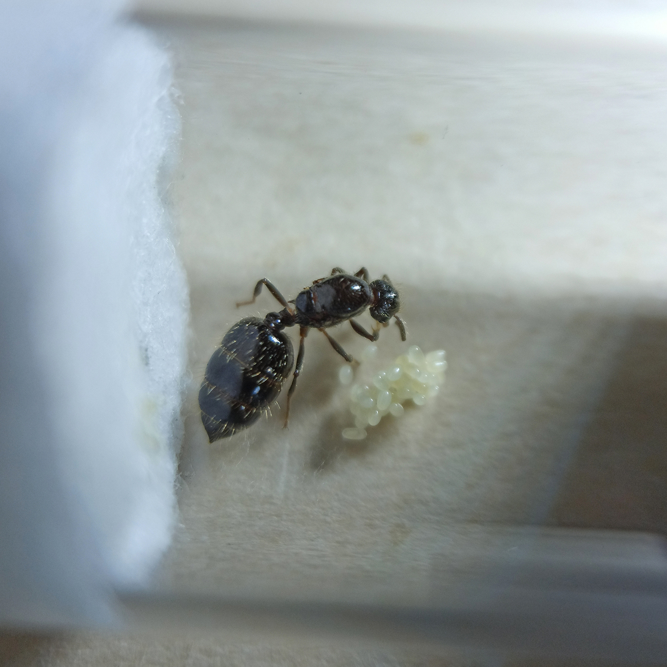 Crematogaster sp. - 2/12/20