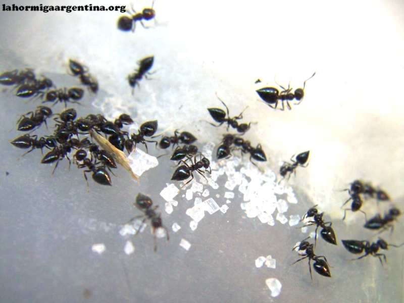 Crematogaster (Pepa)_6_Ago_1