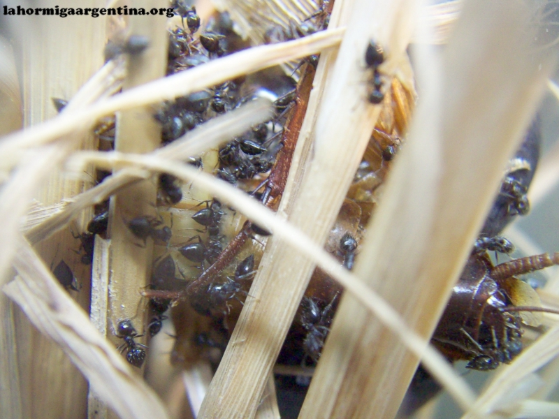 Crematogaster (Pepa)_6_Ago_3