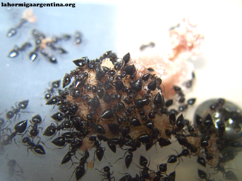 Crematogaster_6_Dic_16_2