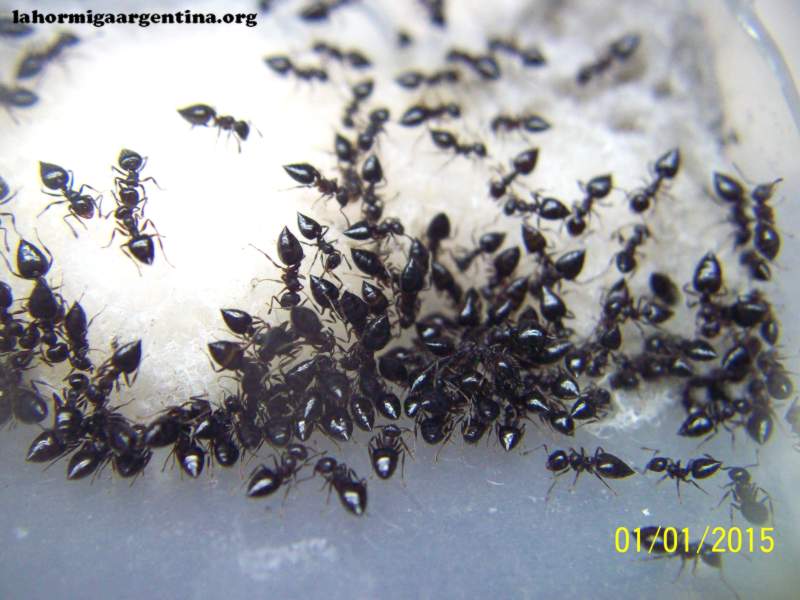 Crematogaster (Pepa)