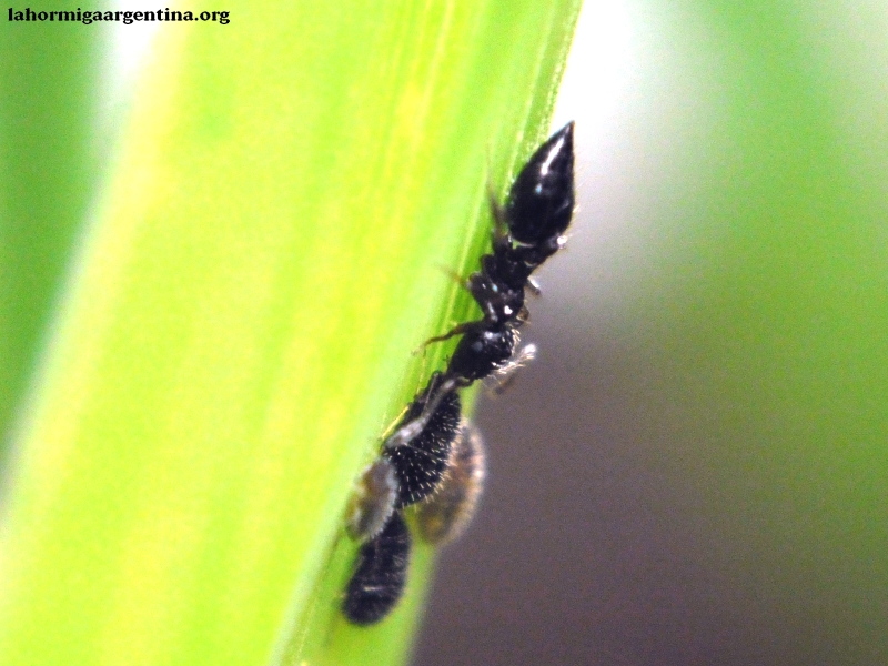Crematogaster orde�ando #1