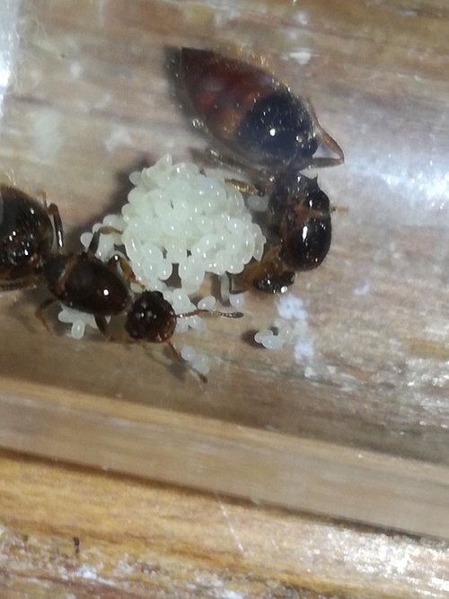 Crematogaster Sp