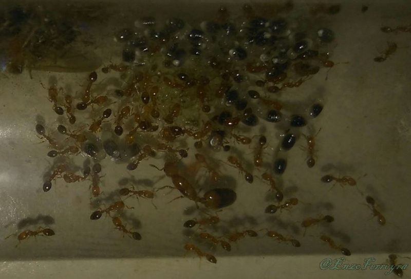 Monomorium pharaonis
