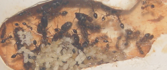 Pheidole