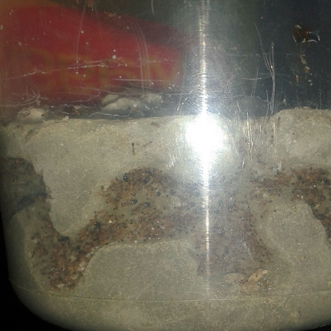 monomorium