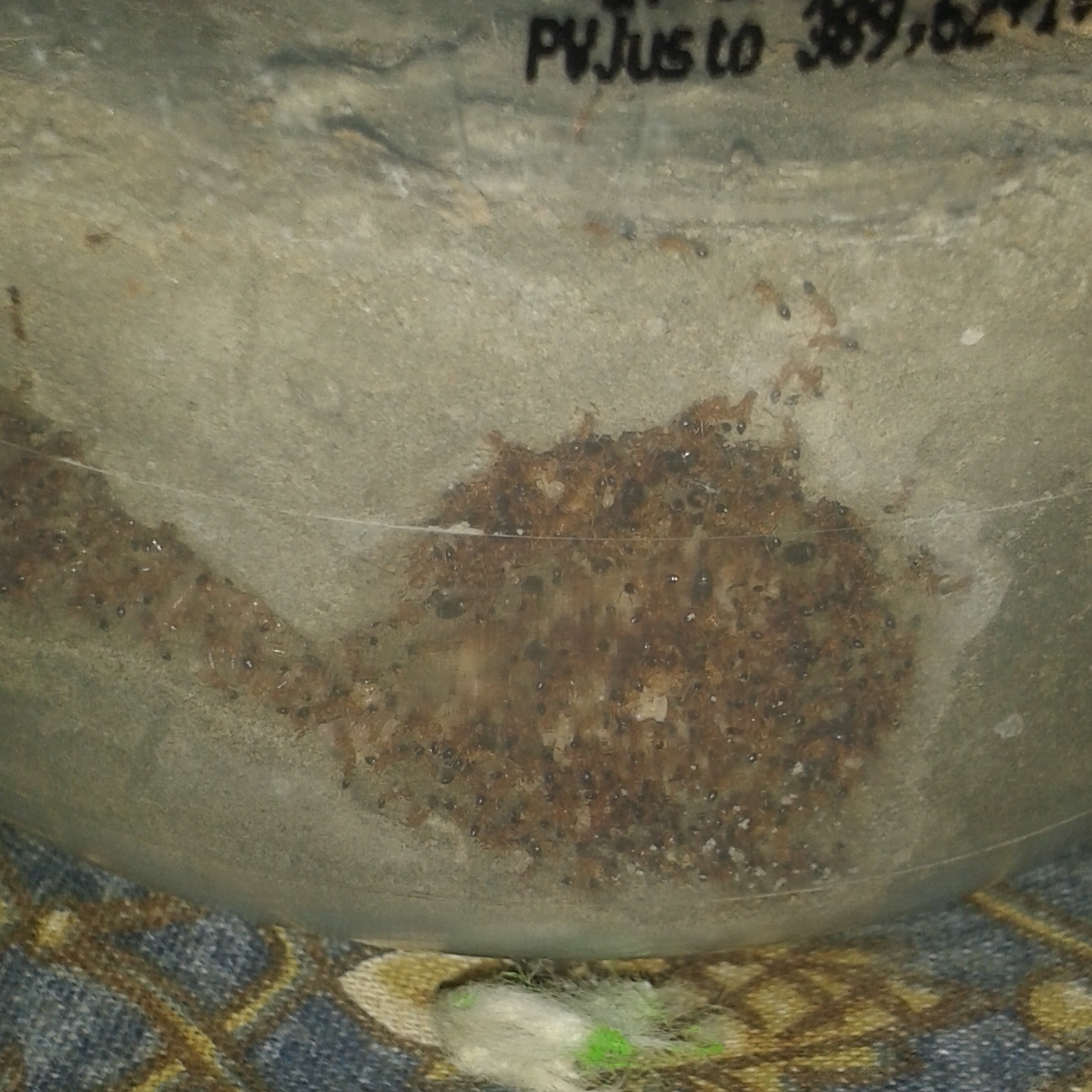 monomorium