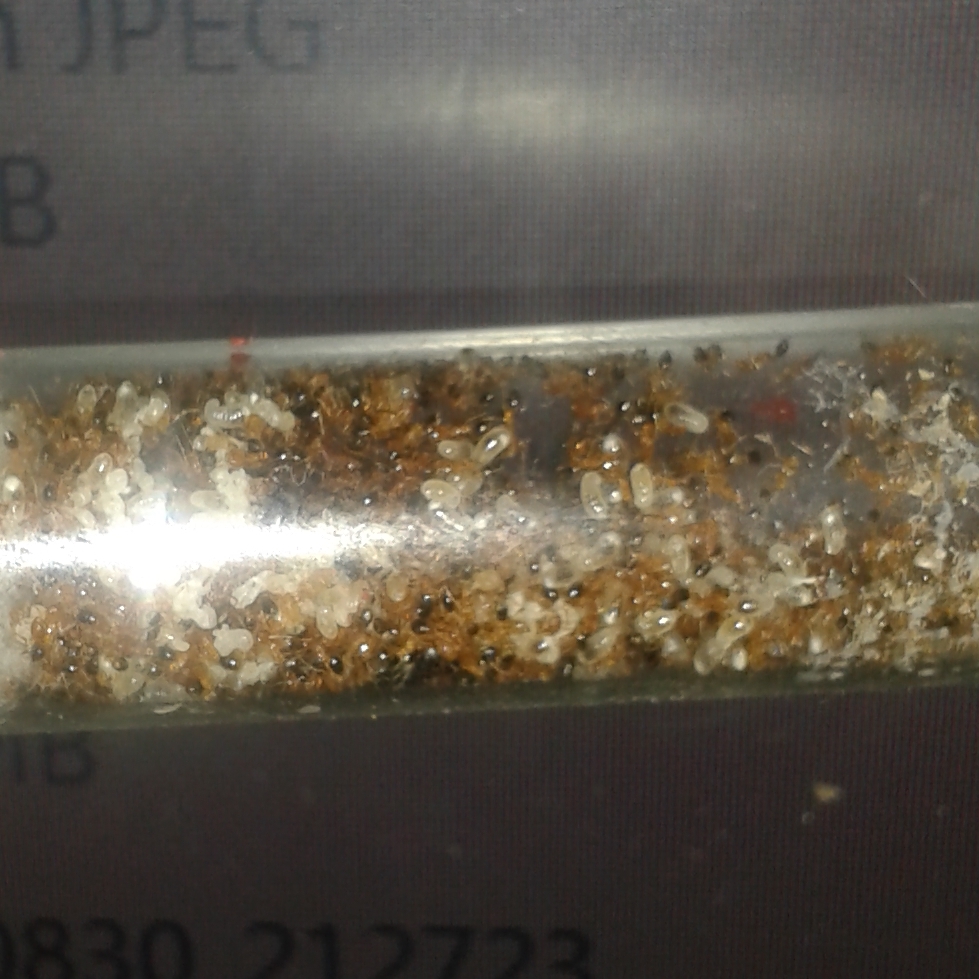 monomorium