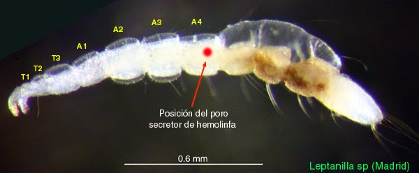 Larva Leptanilla sp -Madrid
