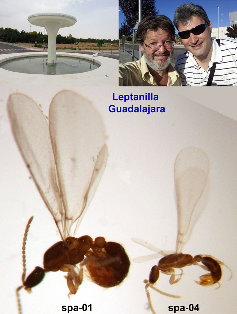 Leptanilla Guadalajara--agosto de 2015