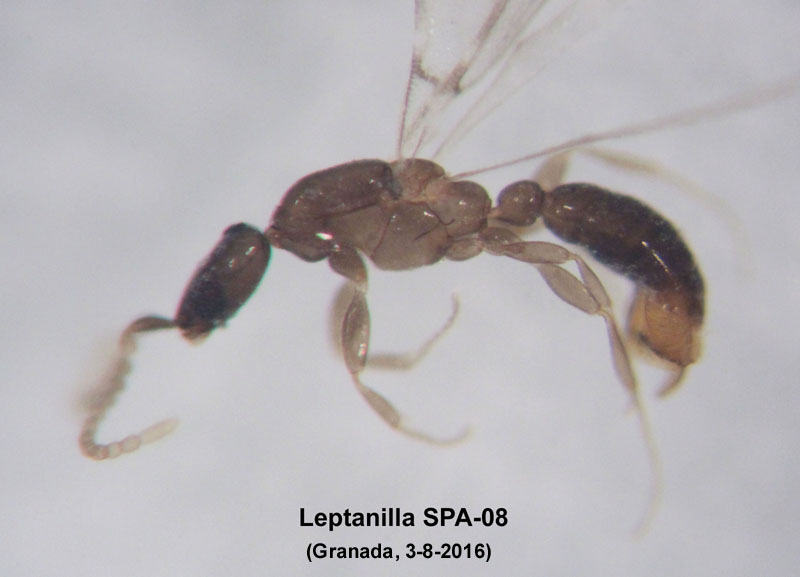 Leptanilla SPA-08-Granada-3-8-2016