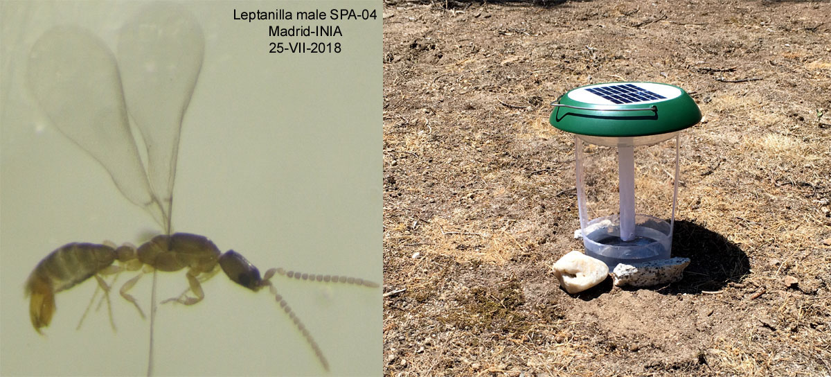 Leptanilla male -Madrid-INIA- 25-VII-2018