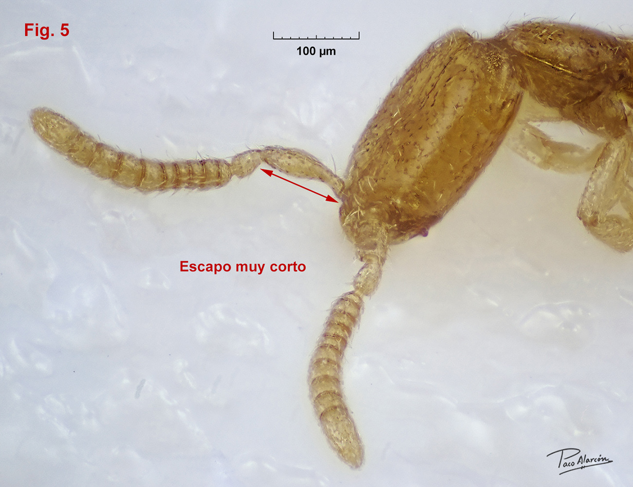 Leptanilla SP-2