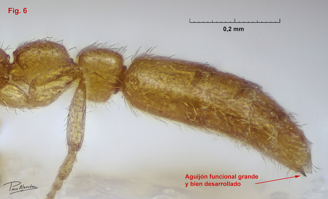 Leptanilla SP-2