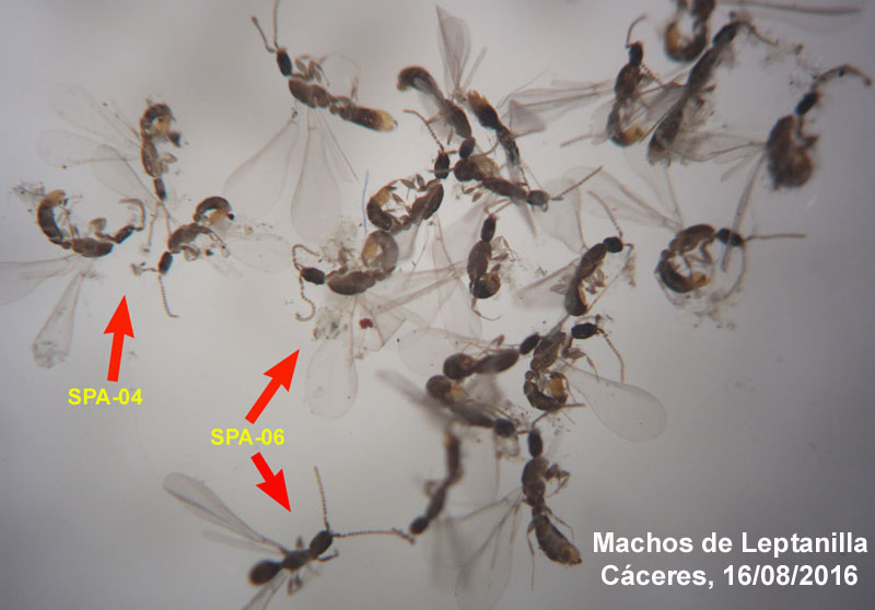 Machos Leptanilla-C�ceres-16-08-2016
