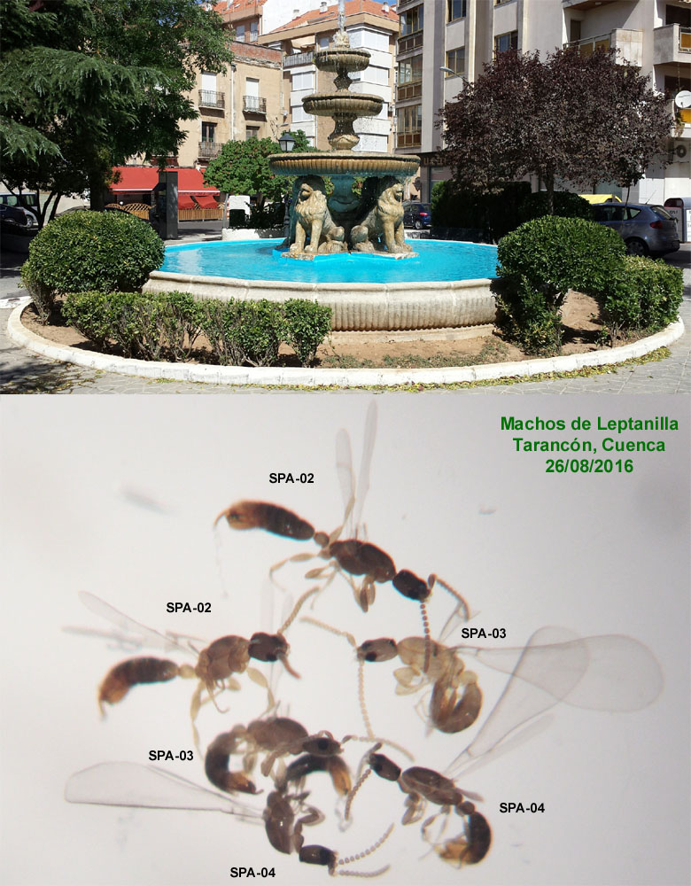 Machos Leptanilla-Taranc�n-Cuenca-26-08-2016