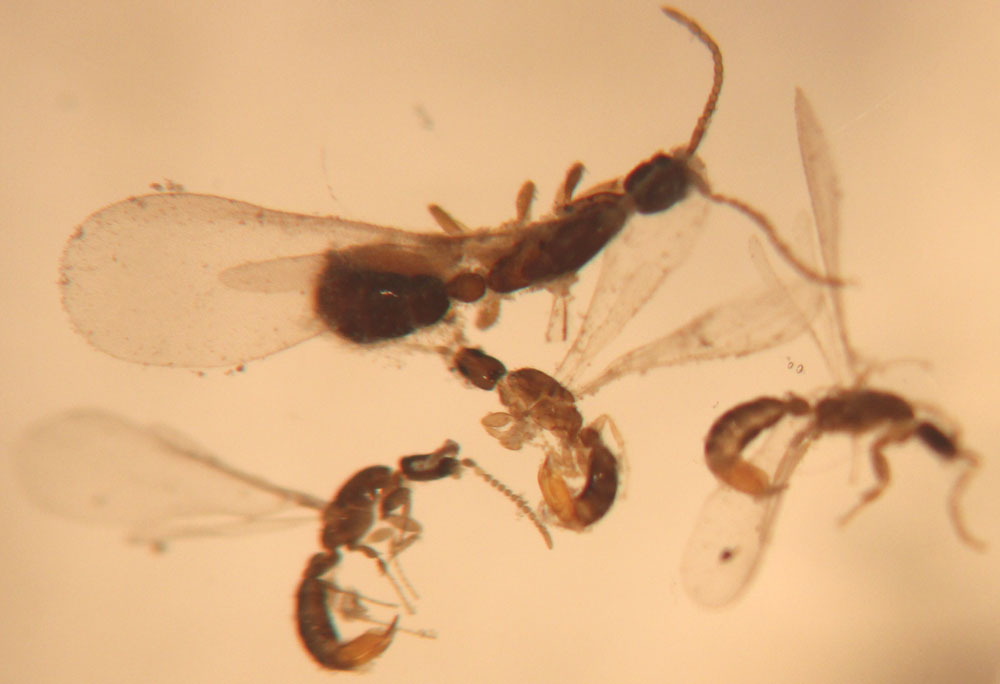 Machos Leptanilla Guadalajara