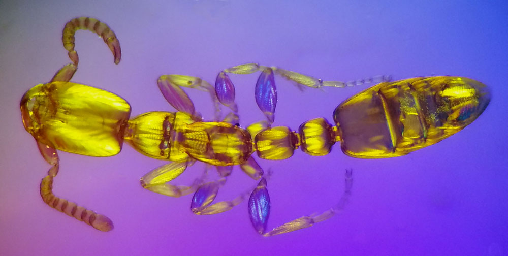 M�sculos obrera Leptanilla sp