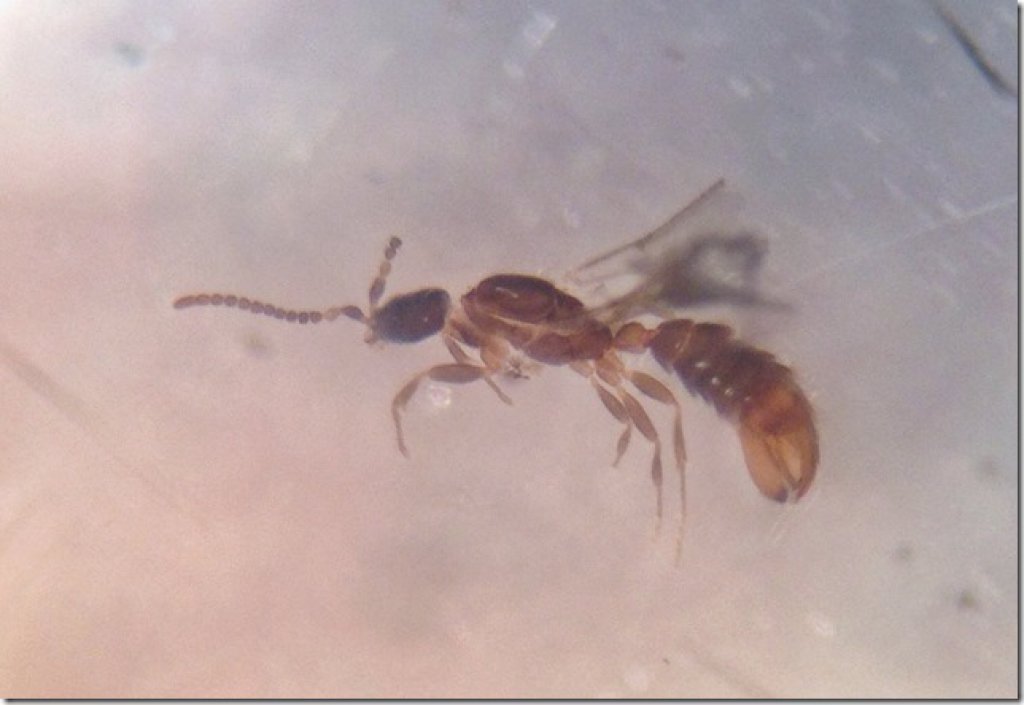leptanilla sp bejar