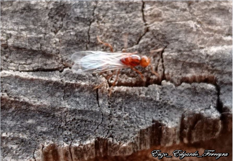 Solenopsis invicta