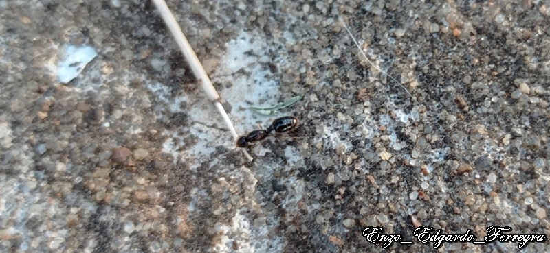 Solenopsis sp.