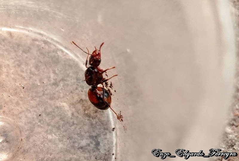 Solenopsis saevissima