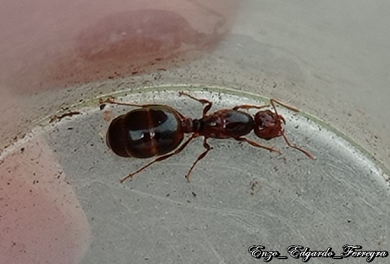 Solenopsis saevissima