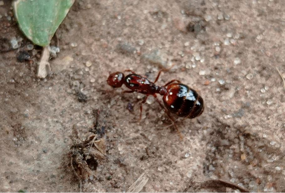 Solenopsis saevissima