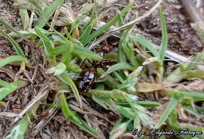 Solenopsis saevissima