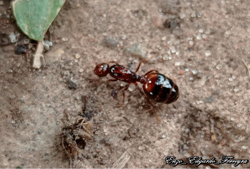 Solenopsis saevissima