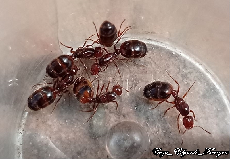 Solenopsis saevissima