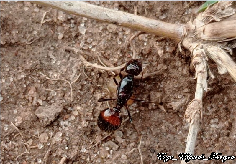 Solenopsis saevissima