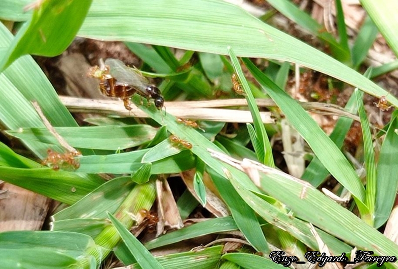 Solenopsis sp.