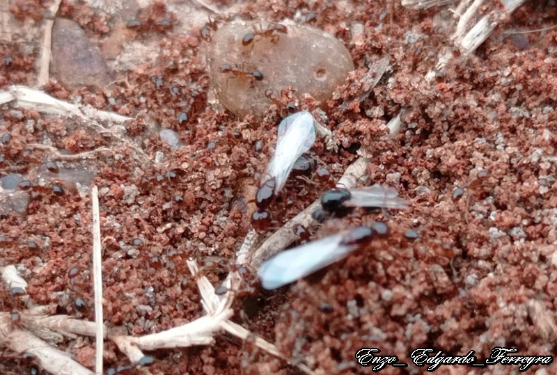 Solenopsis sp.