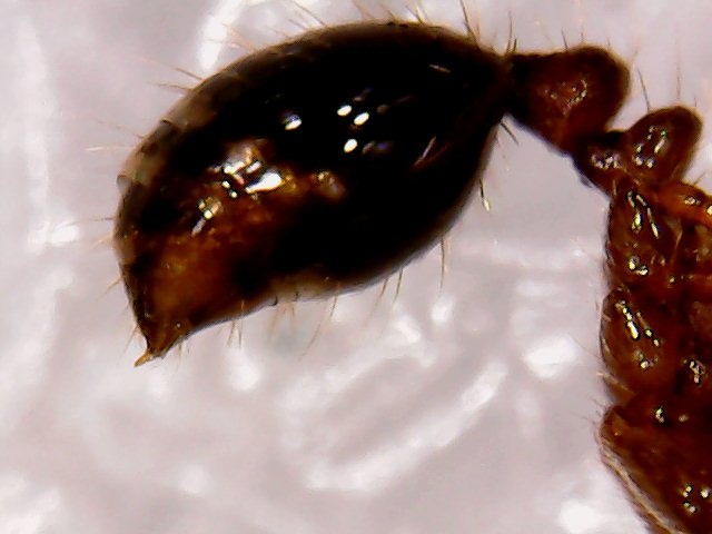 Solenopsis