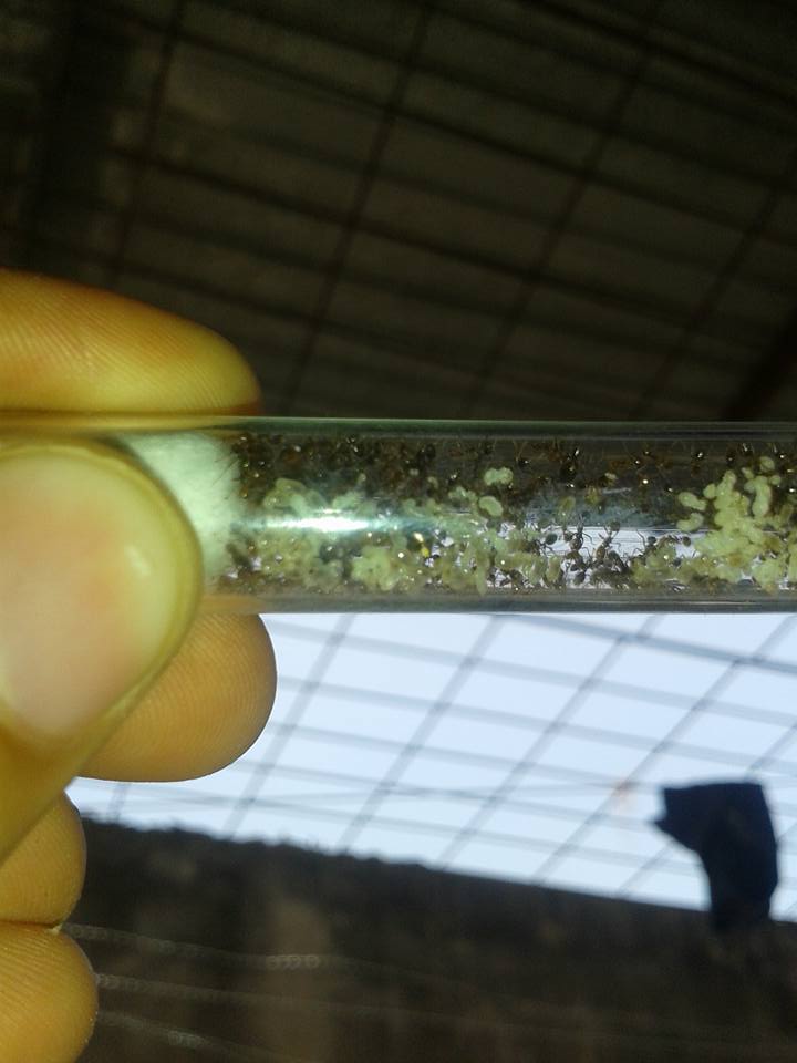 solenopsis
