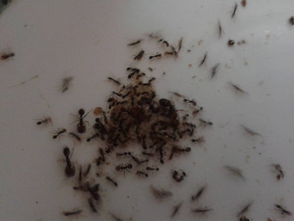 solenopsis