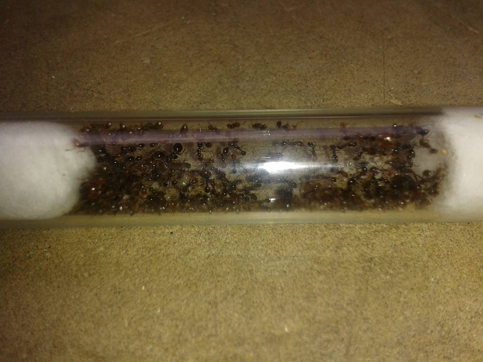solenopsis