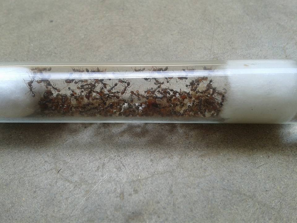solenopsis