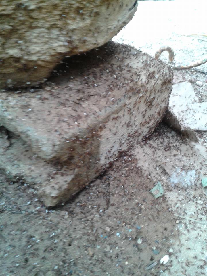 solenopsis