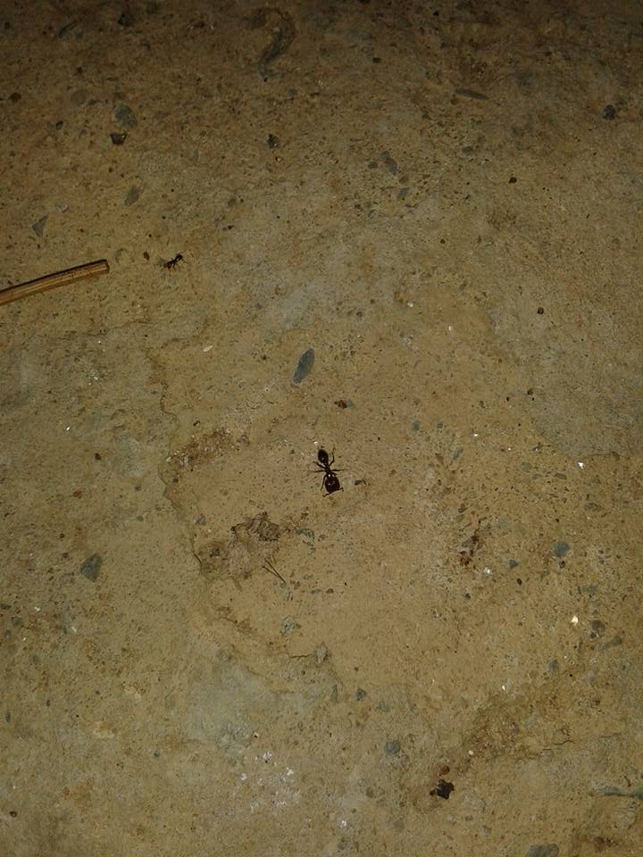 solenopsis