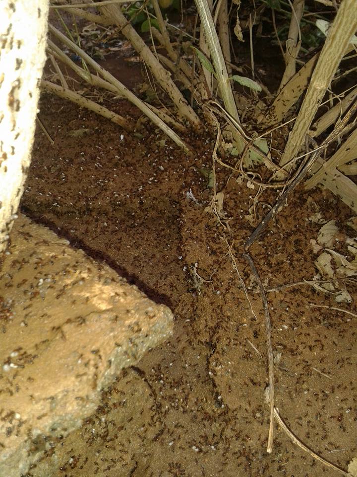 solenopsis
